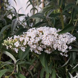 Budleia 'White profusion'